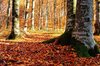 Autumn Forest