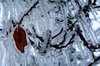 Frozen Leaf