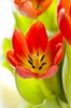 Spring tulips