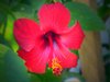 Red Hibiscus