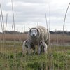 Sheep with little lambs