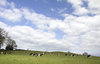 Cows grazing