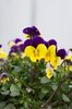 Pansies
