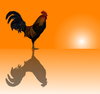 Rooster