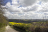 Oilseed landscape