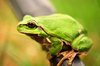 Green Tree Frog