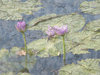 Waterlillies