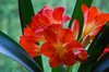 clivia