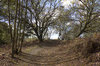 Heathy woodland path