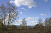 Heathland landscape