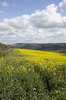 Oilseed landscape