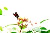 High key butterfly
