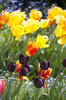 Spring flowers