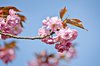 spring pink blossoms