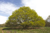Fresh green tree
