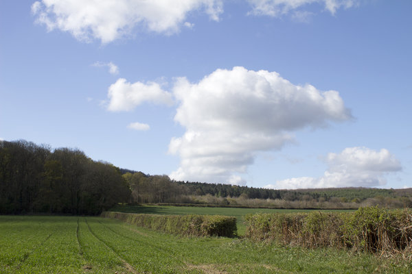 Spring Sussex