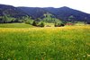 spring landscape