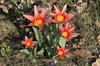 Early tulips
