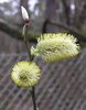 First signs of spring