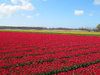 Flower bulbs.