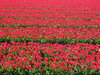 Red flower bulbs.