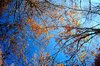 Autumn Forest