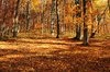 Autumn Forest