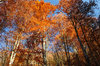 Autumn Forest