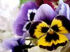 Full bloom