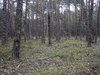 Early spring pine forest