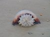 Jelly Fish washed ashore