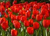 Red Tulips