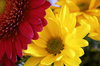 Gerber daisies