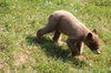 Bear cub