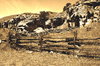 Old fence