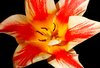 Tulip Macro