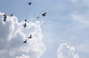 Pigeons in the air