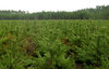 Pine coppice