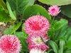 english daisy flowers