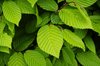 leafs