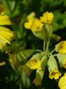 Just Yellow....