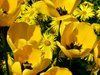 Just Yellow..... part2