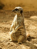 Meerkats