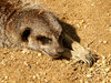 Meerkats