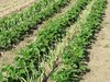organic strawberry plants 2