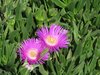 pink flowers