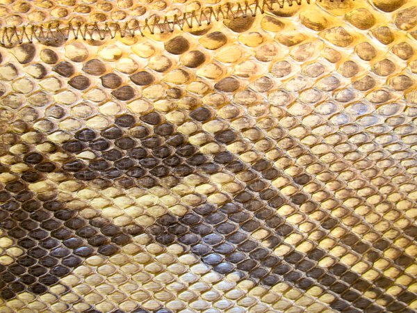 python skin