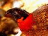 Kind of bird