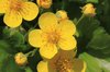 Marigold