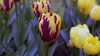 Flowershow